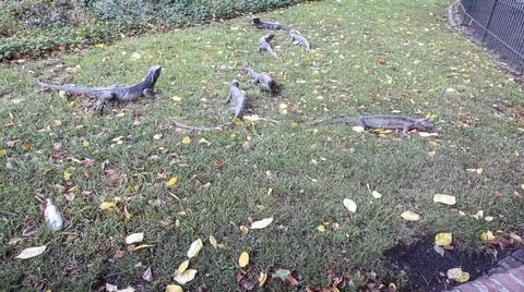 Large lizards Stock Photos