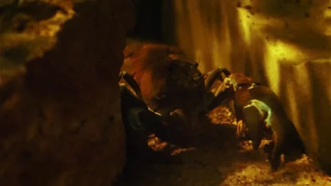 Large lobster as it gracefully moves through an aquarium filled with sparkling Vidéo 271236185