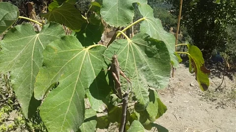 A large locust attracting on fig leaves in the garden Stock Footage