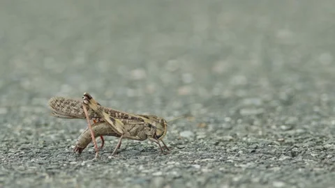 Large Locust Preparing to Lay Eggs. Stock Footage 219390674