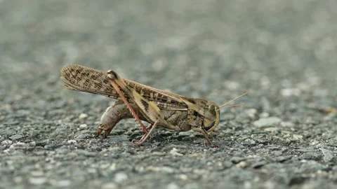 Large Locust Preparing to Lay Eggs. Stock Footage 219390709