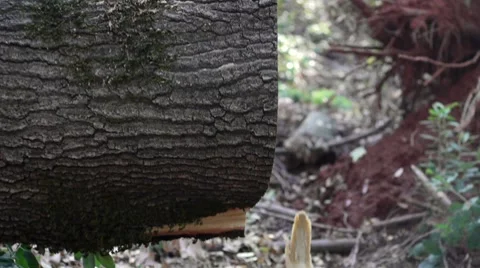 Large log is cut from tree Stock Footage 8959927
