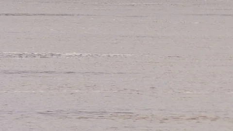 Large log floating down river Stock Footage 100637596