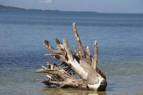 A large log is floating in the water Stock Photos
