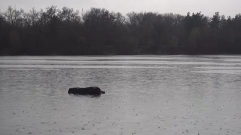 A large log floats down the river, it is raining, cloudy weather Video stock 229893824