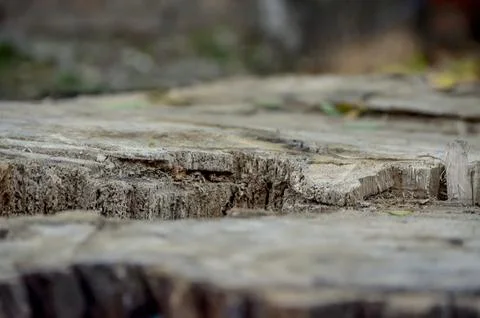 A large log with a hole in it. Stock Photos