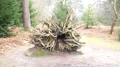 A large log with a hole in the middle of it Stock Footage 302443327