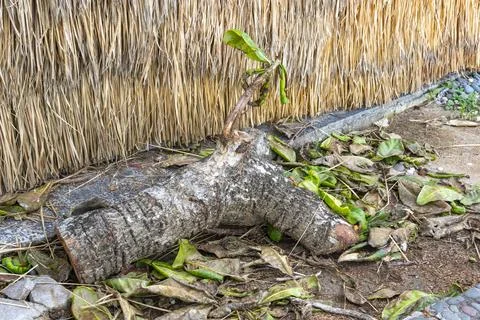 Large log is laying on the ground next to a fence Stock-Fotos