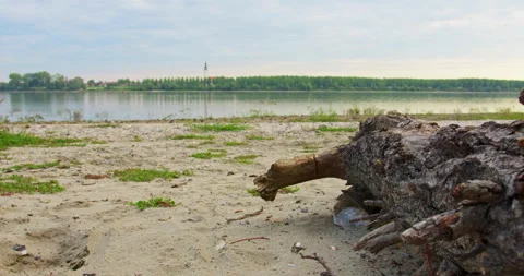 Large log laying on a sandy beach on riverbank of Danube Stock Footage 258958872