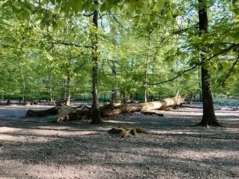 A large log is lying on the ground in a forest Stock Photos