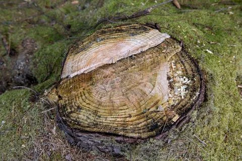 A large log with moss growing on it Foto stock