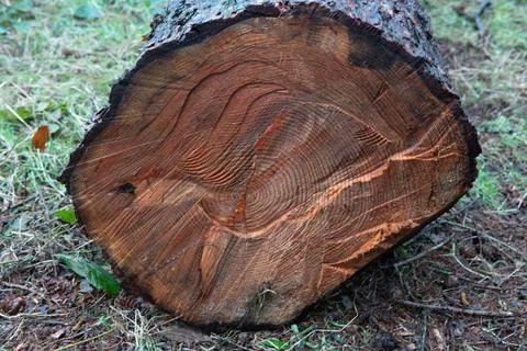 A large log with a pattern of lines and grooves on it 스톡 사진