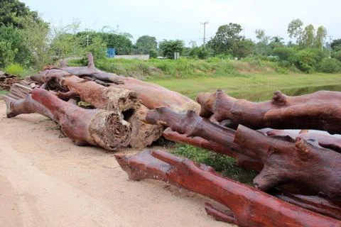 Large log Stock Photos