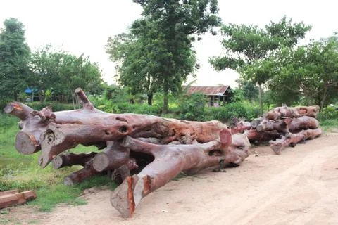 Large log Stock Photos
