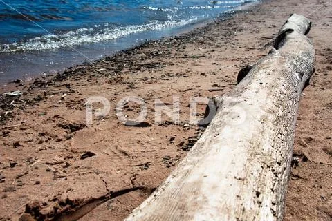 A large log on the sandy shore of the lake. Stock Photos