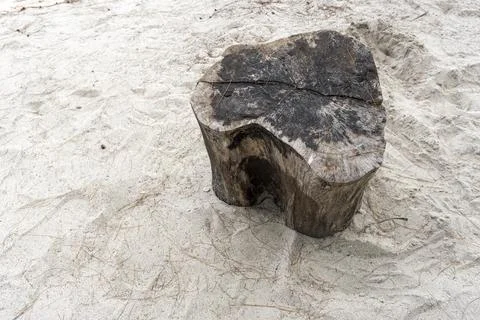 Large log is sitting on the sand Stock Photos