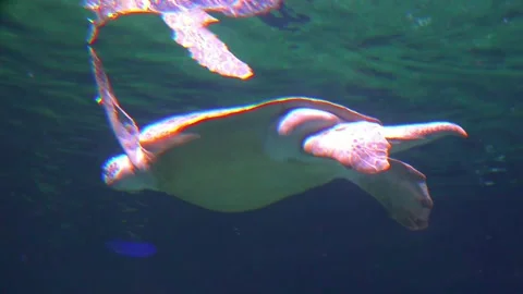 Large loggerhead sea turtle (Caretta caretta) swimming underwater Video stock 342440859