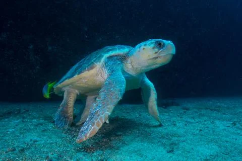Large Loggerhead turtle gets cleaned of parasites by fish, Isla Mujeres, 스톡 사진