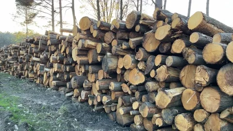 Large logs in the woods Stock Footage 238973483