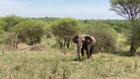 A large lone elephant eats grass in Tarangire National Park Video stock 170183044