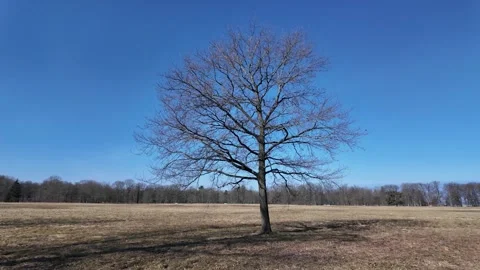 A large lone oak tree in a field in early spring on a sunny day Stock-Footage 335081991