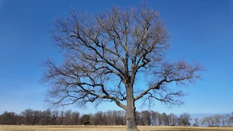 A large lone oak tree in a field in early spring on a sunny day Video stock 335081993