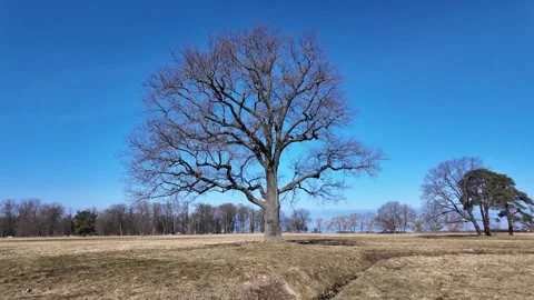 A large lone oak tree in a field in early spring on a sunny day Stock-Footage 335081996