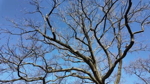 A large lone oak tree in a field in early spring on a sunny day Video stock 335082006