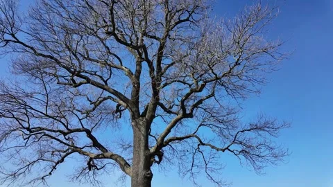 A large lone oak tree in a field in early spring on a sunny day Stock-Footage 335082015