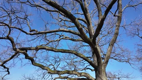 A large lone oak tree in a field in early spring on a sunny day Stock-Footage 335082051