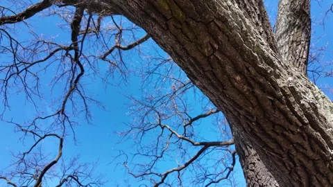 A large lone oak tree in a field in early spring on a sunny day Video stock 335082053