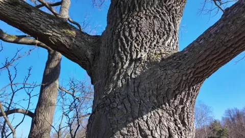 A large lone oak tree in a field in early spring on a sunny day Stock-Footage 335082056