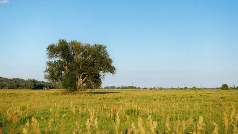A large lonely green tree standing in a wide grassy meadow field under a cl.. Stock Photos