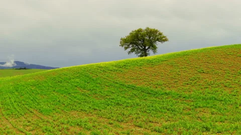 Large lonely tree on a grassy hill and sky with clouds. Stock Footage 107907361