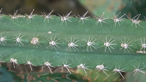 Large long Cactus plant. Video stock 88569145