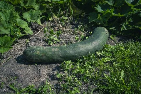A large, long, green squash is lying in the garden Stock Photos