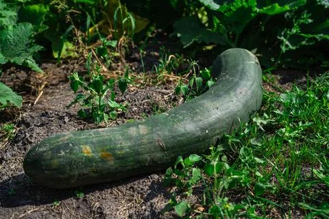 A large, long, green squash is lying in the garden Stock Photos
