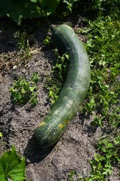 A large, long, green squash is lying in the garden Stock Photos