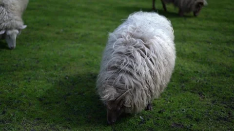 Large long haired white goat grazes farmer's meadow,domestic mammals,agriculture Stock Footage 241359520
