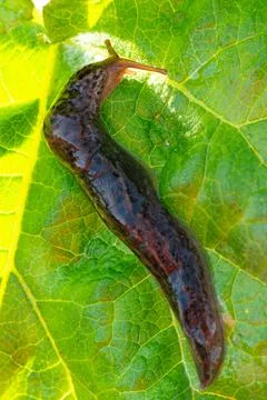 Large long slug, leopard slug Limax maximus, Limacidae family, crawling on gr Stock Photos