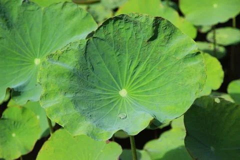 A large lotus leaf in the swamp. There are small water droplets on the leaves Stock Photos
