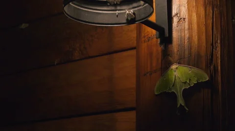 A large Luna Moth attaches itself to the side of a log cabin at night, while sma Video stock 64576669