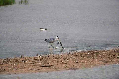 Large lunch for a large bird Stock Photos