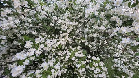 Large lush bush covered with multiple blooming white jasmine flowers and gr.. Fotos de archivo