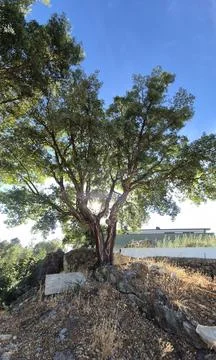 Large, lush cork oak tree (Quercus suber) casts dappled sunlight Stock Photos