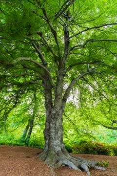 Large Lush Deciduous Tree Trunk and Canopy Stock Photos