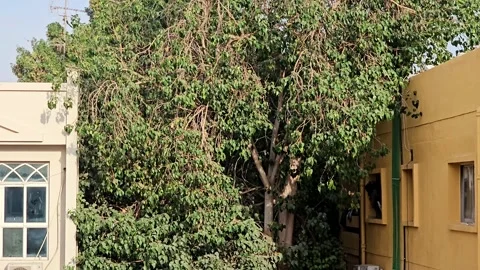Large lush green tree growing between two traditional houses Video stock 323730215