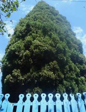 A large lush pine tree with lots of fruit Stock Photos