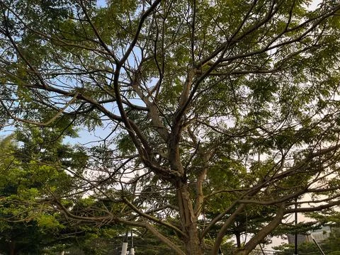A large, lush tree in the middle of the park Stock Photos
