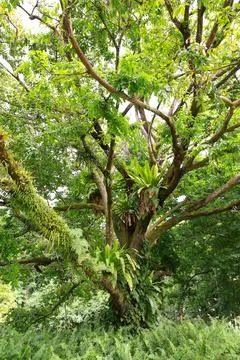 Large Lush Tree Stock Photos